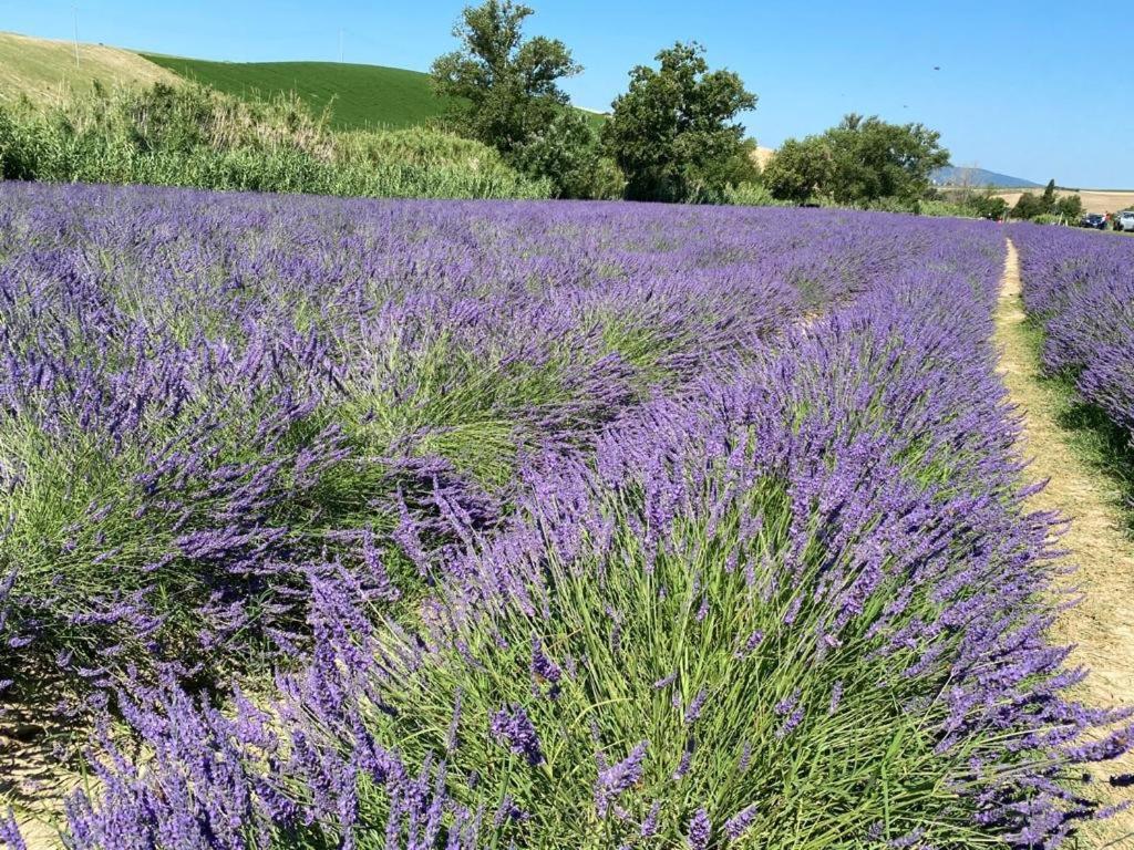 Podere Il Mulino Pieve di Santa Luce Kültér fotó